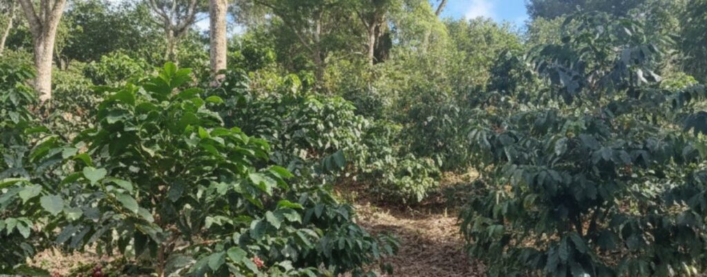 Plantilla Web DM Para Fotos De Proyectos 2 1024x401